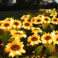🌻50 % ALENNUS! ☀️ Vedenpitävät auringonkukka-aurinkolamput – Realistiset terälehdet, suojausluokka IP65 ja automaattinen syttyminen 8–12 tunnin kuluttua ☀️🌻