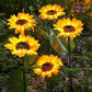 🌻50 % ALENNUS! ☀️ Vedenpitävät auringonkukka-aurinkolamput – Realistiset terälehdet, suojausluokka IP65 ja automaattinen syttyminen 8–12 tunnin kuluttua ☀️🌻