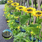 🌻50 % ALENNUS! ☀️ Vedenpitävät auringonkukka-aurinkolamput – Realistiset terälehdet, suojausluokka IP65 ja automaattinen syttyminen 8–12 tunnin kuluttua ☀️🌻